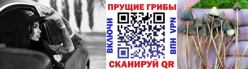 Псилоцибиновые грибы Magic Shrooms  Одинцово 